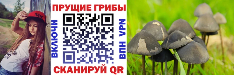 Купить закладки  Славгород  Галлюциногенные грибы GOLDEN TEACHER 